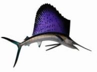 Mounted Fish and Sealife