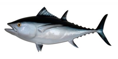 Albacore Tuna Fish Replica 38