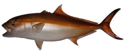 Amberjack Fish Replica 49quot; Amberjack Fish Replica 49