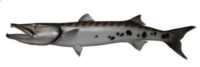 Barracuda Fish Replica 49quot; Barracuda Fish Replica 49