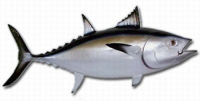 Blackfin Tuna Fish Replica 35
