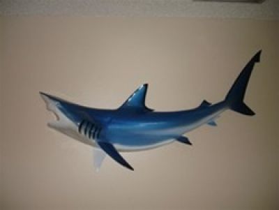 Blue Black-Tip Shark Replica 50