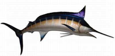 Blue Marlin Fish Replica 120quot; Blue Marlin Fish Replica 120