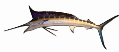 Blue Marlin Fish Replica 59quot; Blue Marlin Fish Replica 59