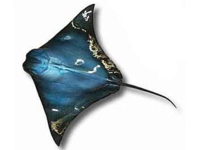 Blue Ray Fish Replica 40quot; Blue Ray Fish Replica 40