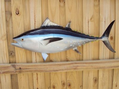 Bluefin Tuna Fish Replica 38