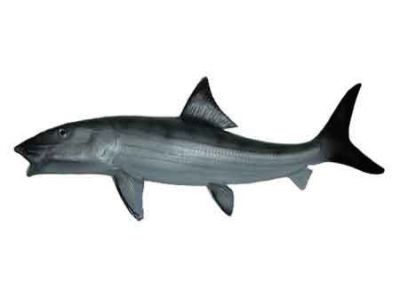 Bonefish Fish Replica 28