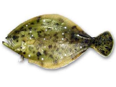 Flounder Fish Replica 35