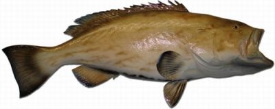 Gag Grouper Fish Replica 42