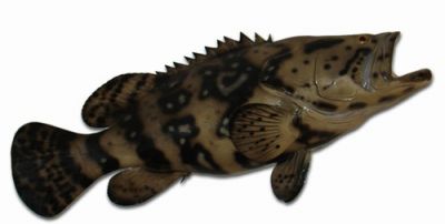 Goliath Grouper Fish Replica 35