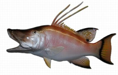 Hog Snapper Fish Replica 28quot; Hog Snapper Fish Replica 28