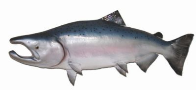 King Salmon Fish Replica 49