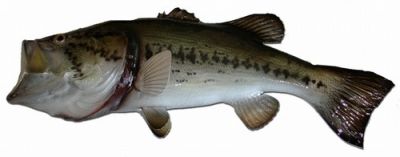 Largemouth Bass Fish Replica 22quot; Largemouth Bass Fish Replica 22