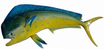 Mahi Fish Replica 40quot; Mahi Fish Replica 40