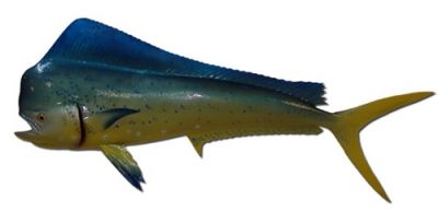 Mahi Fish Replica 61quot; Mahi Fish Replica 61