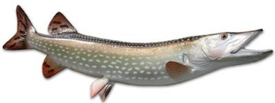 Northern Pike Fish Replica 36quot; Northern Pike Fish Replica 36