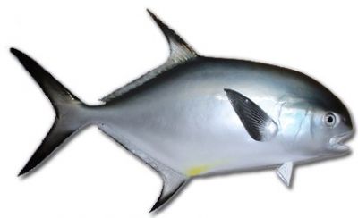 Permit Fish Replica 32