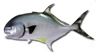 Permit Fish Replica 39
