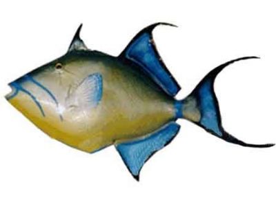 Queen Trigger Fish Replica 24