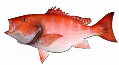 Red Snapper Fish Replica 39