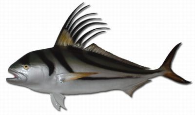 Roosterfish Replica 55quot; Roosterfish Replica 55
