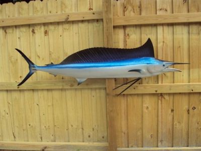 Shortbill Spearfish Replica 70