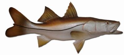 Snook Fish Replica 26
