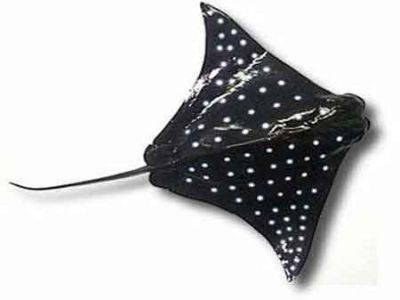 Spotted Eagle Ray Fish Replica 20