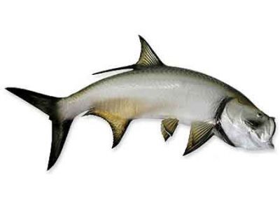 Tarpon Fish Replica 42quot; Tarpon Fish Replica 42