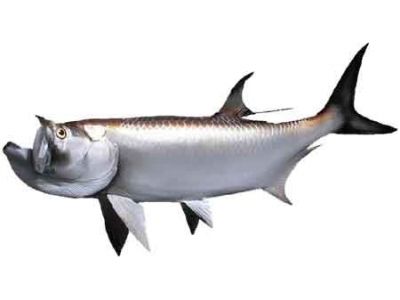 Tarpon Fish Replica 57quot; Tarpon Fish Replica 57