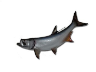 Tarpon Fish Replica 74quot; Tarpon Fish Replica 74