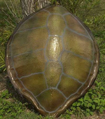 Green Turtle Shell Replica 32 Green Turtle Shell Replica 32