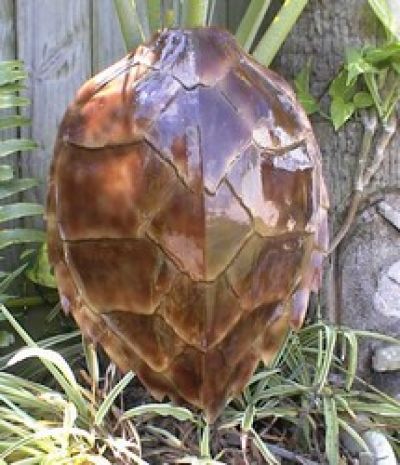 Hawksbill Turtle Shell Replica 16 Hawksbill Turtle Shell Replica 16
