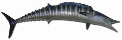 Wahoo Fish Replica 58