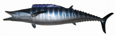 Wahoo Fish Replica 75quot; Wahoo Fish Replica 75