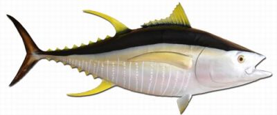 Yellowfin Tuna Fish Replica 55