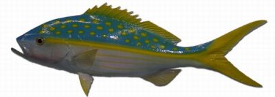 Yellowtail Snapper Fish Replica 27quot; Yellowtail Snapper Fish Replica 27