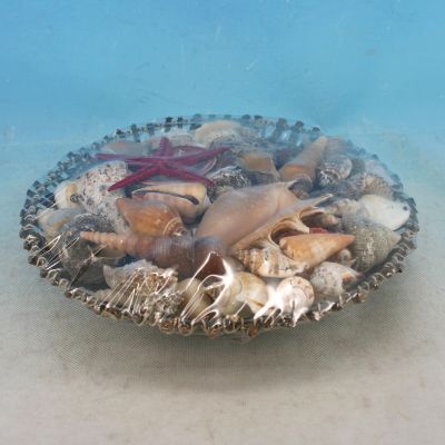 Decorative Basket Of Large Seashells 10 Decorative Basket Of Large Seashells 10