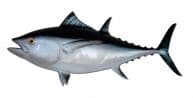 Albacore Tuna Fish Replica 38