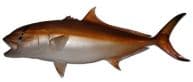 Amberjack Fish Replica 49