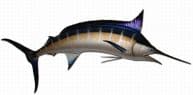 Blue Marlin Fish Replica 120