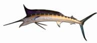Blue Marlin Fish Replica 59