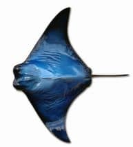 Blue Ray Fish Replica 20