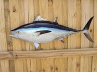 Bluefin Tuna Fish Replica 38