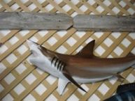 Brown Black-Tip Shark Replica 50