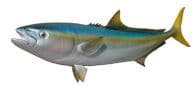 California Yellowtail Fish Replica 39