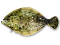 Flounder Fish Replica 35