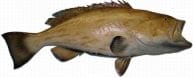 Gag Grouper Fish Replica 42