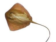 Golden Ray Fish Replica 48