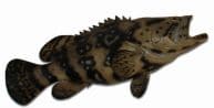 Goliath Grouper Fish Replica 35